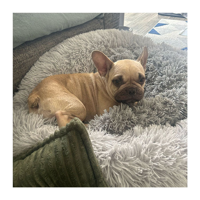 Help a Rescue Dog Take Their First Steps in Style