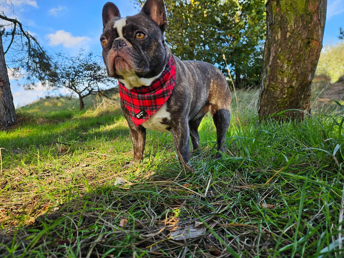 Tartan Tails Bandanas