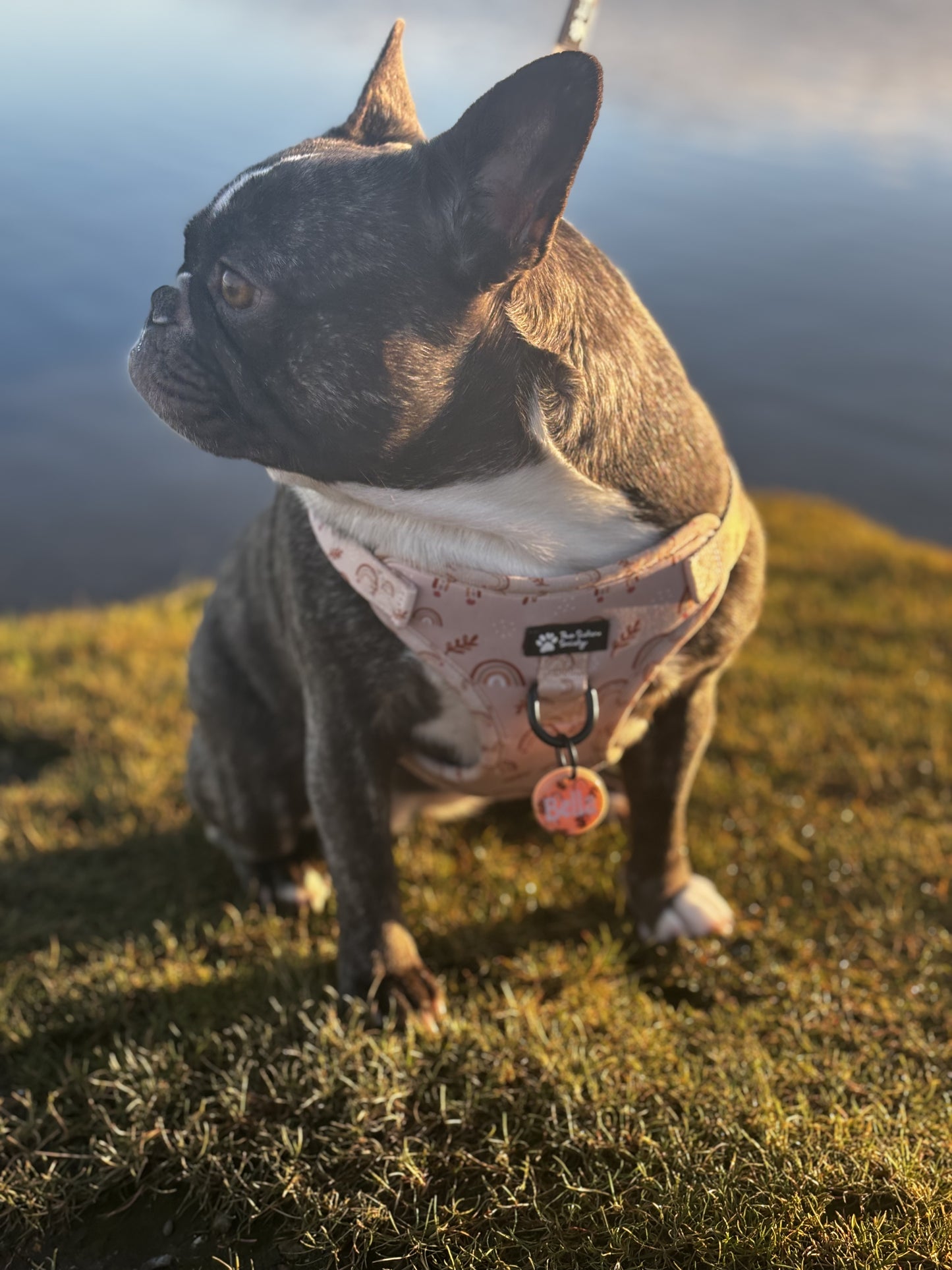 Chasing Rainbow Harness 🌈