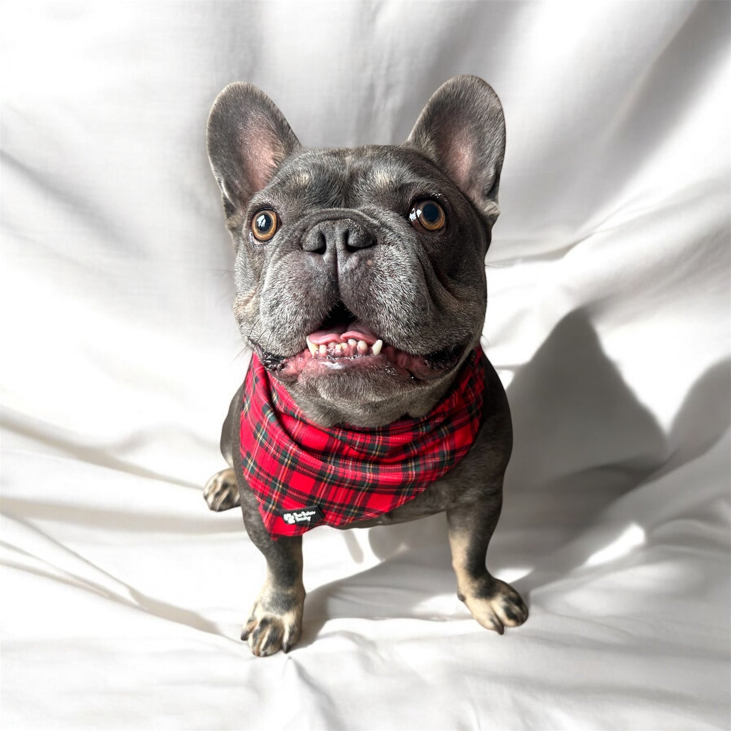 Tartan Tails Bandanas