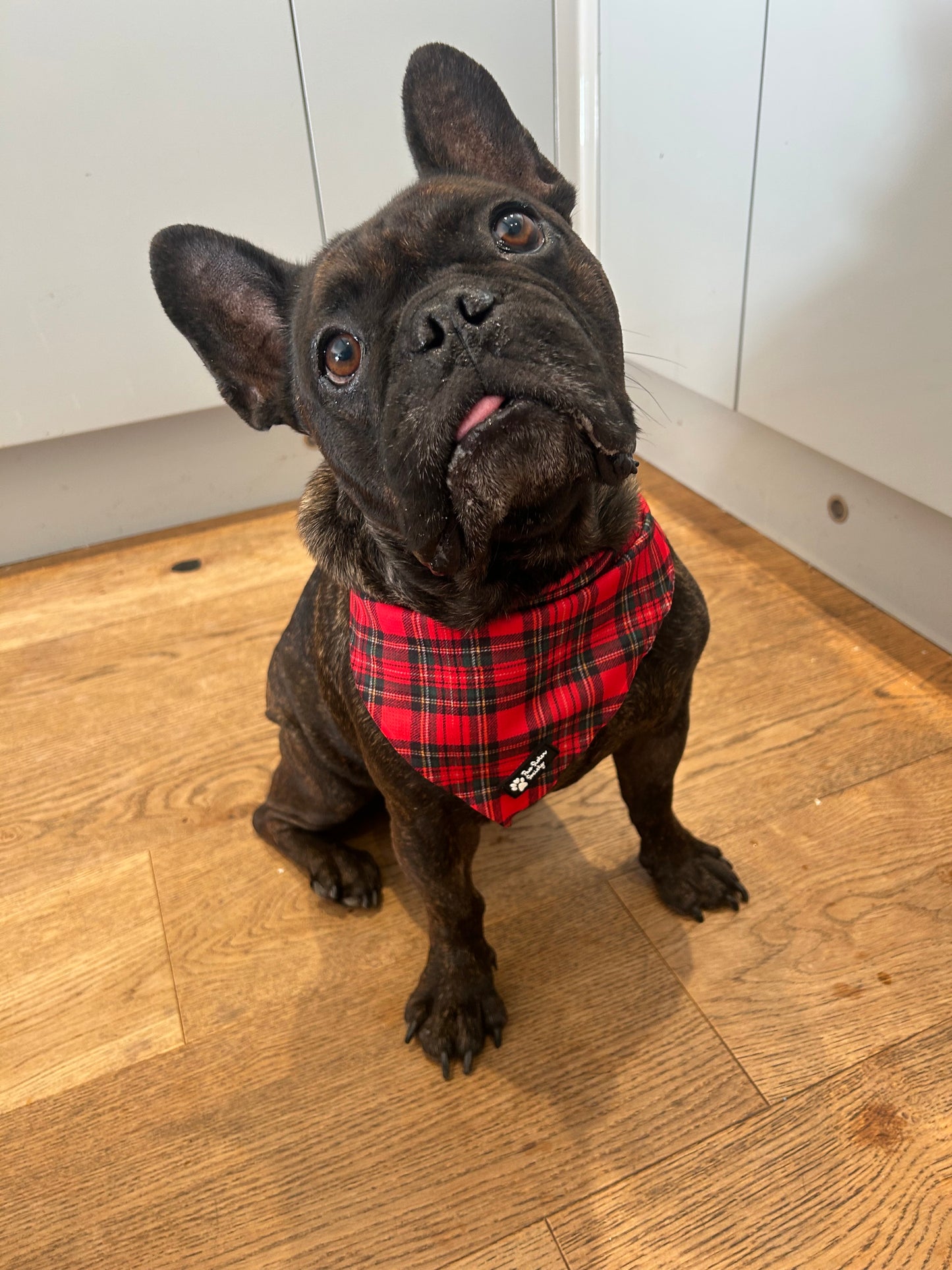 Tartan Tails Bandanas