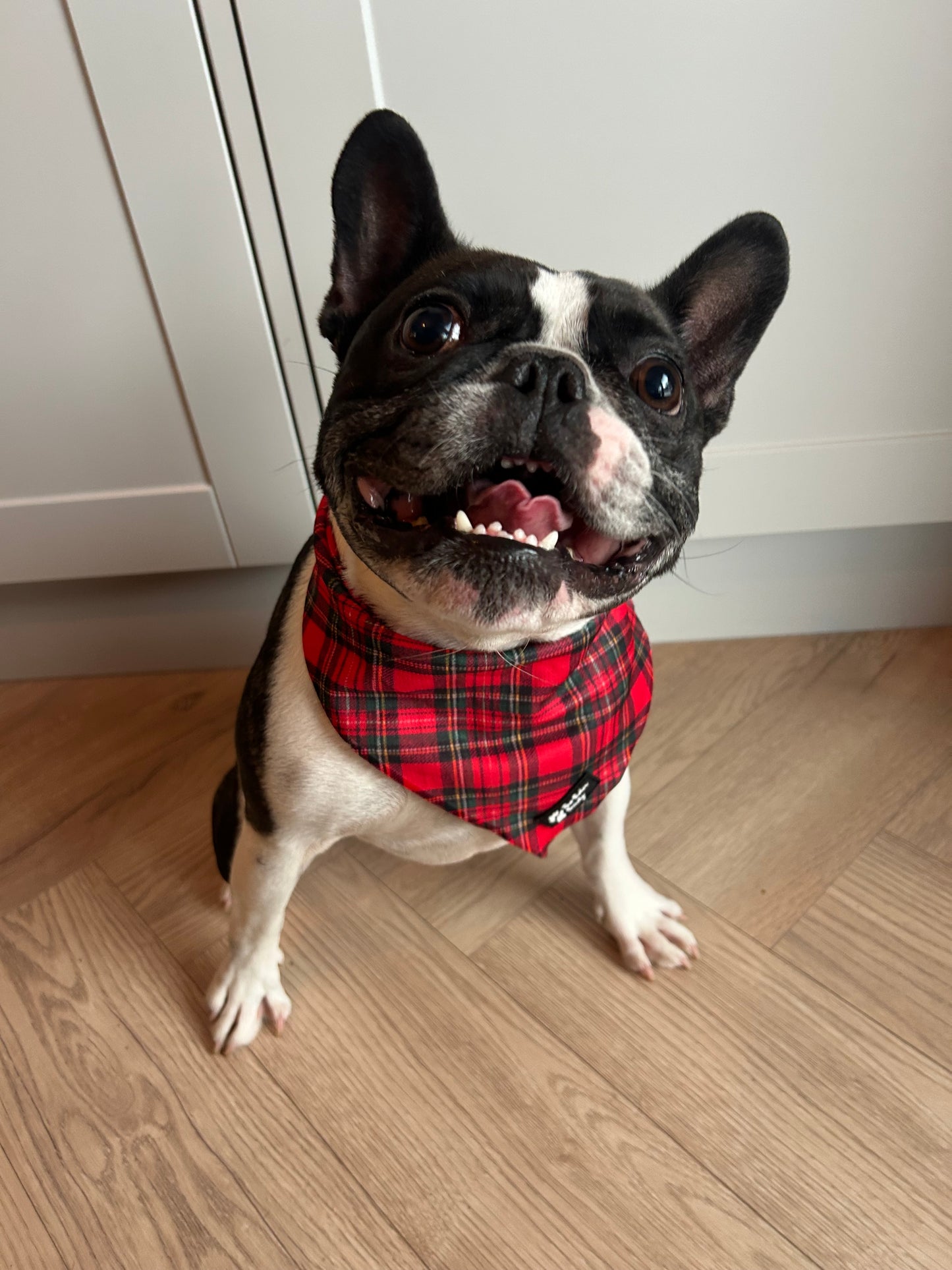 Tartan Tails Bandanas