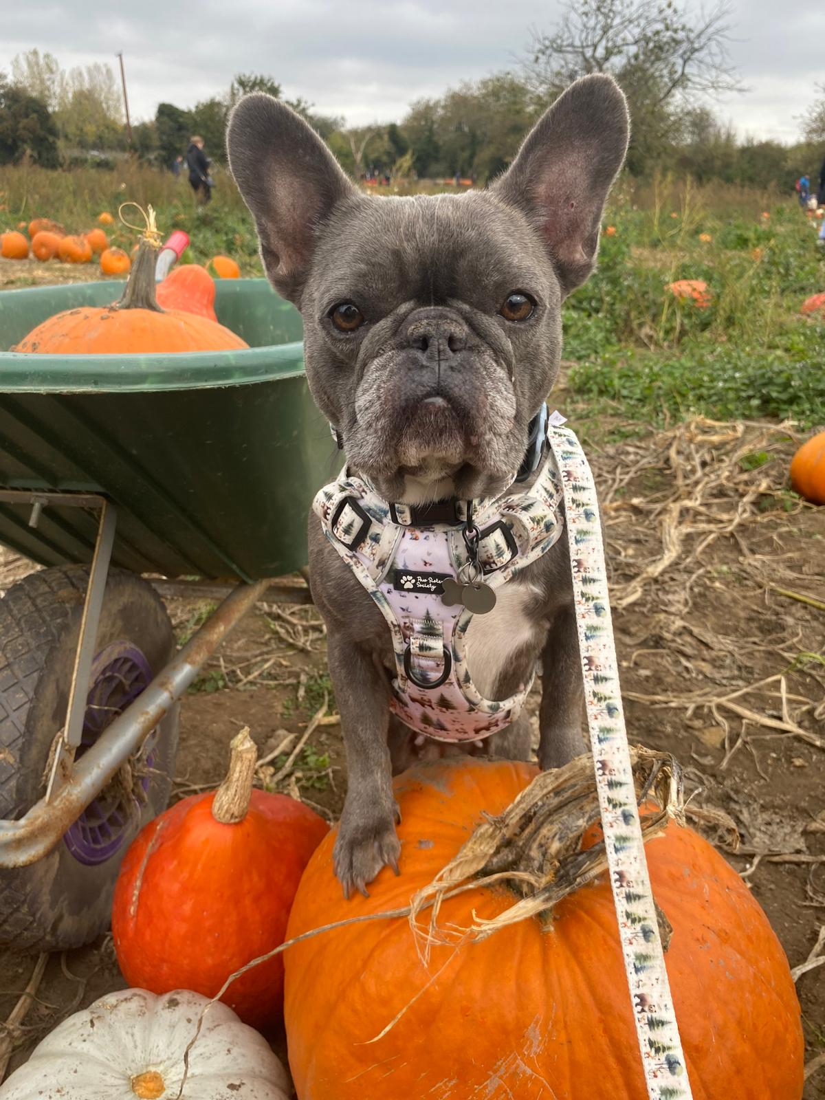 Tails of the Forest Bundle