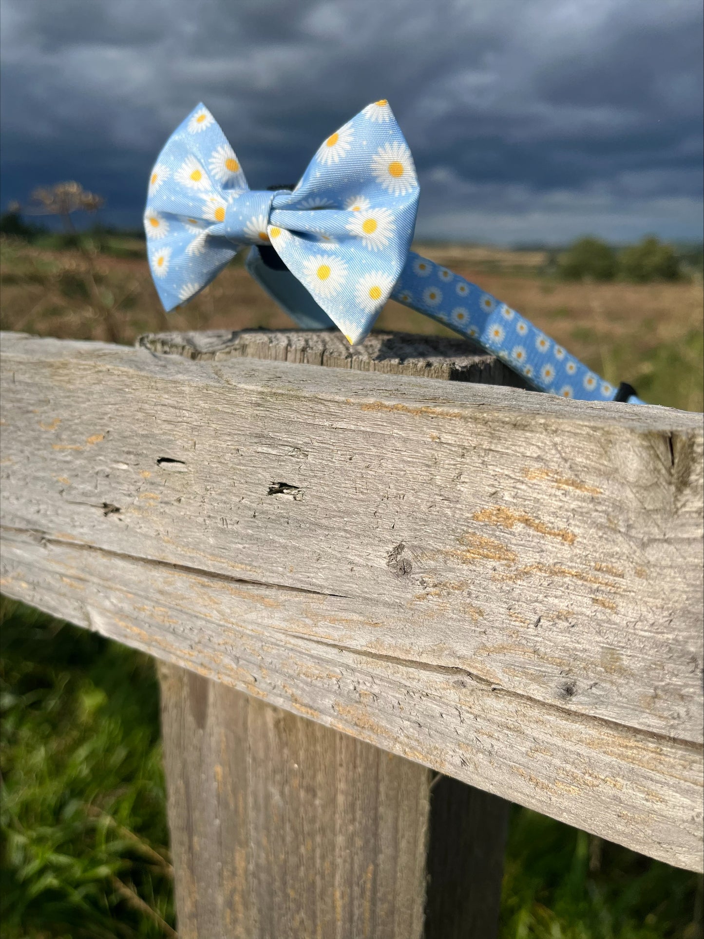 'Daisy Dreams' Bow